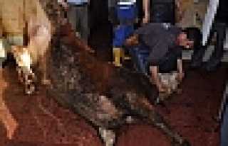 AHIRLARDA YAPILAN KESİMLER HİJYENİK OLMAZ