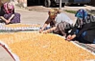 AKSU KÖYÜ’NDE KIŞA HAZIRLIK