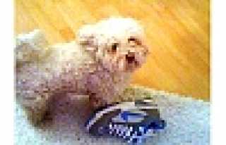 ALTI GÜNDÜR SNOPY ARANIYOR