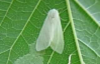 Amerikan Beyaz Kelebeği Uyarısı