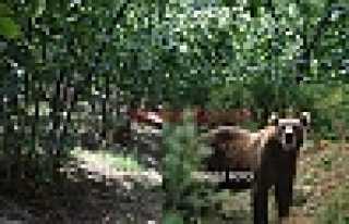 AYI FINDIK BAHÇELERİNDE DOLAŞIYOR