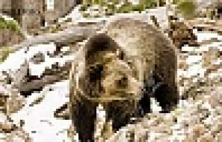 AYI MAHALLE ARASINDA DOLAŞIYOR