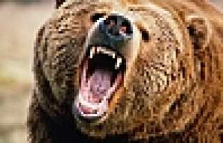 AYI’NIN SALDIRDIĞI ŞAHIS AĞIR YARALANDI