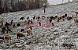 BAHARI BEKLERKEN KAR YAĞDI