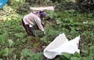 Baharın Müjdecisi Kaldirik