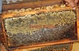 BAL’DA HASAT ZAMANI