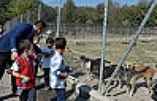 Barınak Doldu Taştı