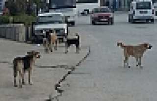 BAŞI BOŞ GEZEN KÖPEKLER VATANDAŞLARI TEDİRGİN...