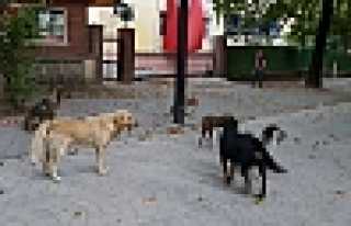 BAŞIBOŞ GEZEN KÖPEKLER KORKUTUYOR