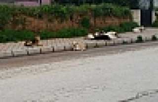 BAŞIBOŞ KÖPEK İSYANI