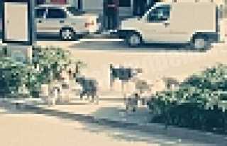 BAŞIBOŞ KÖPEKLER KORKU SAÇIYOR