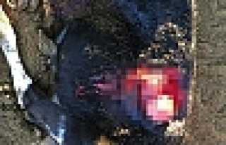 Başıboş Köpekler Otlaklara Dadandı