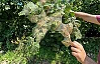 Belediye’den Fındık Üreticilerine Destek