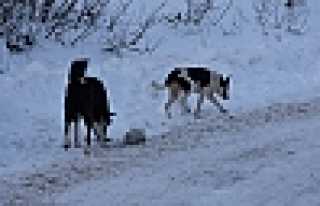 BU ŞİKAYET HAYVANSEVERLERDEN