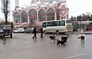 BU ŞİKAYET YEŞİLYURT MAHALLESİNDEN 