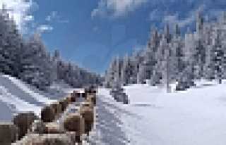 Burası İsviçre Değil, Dikmen