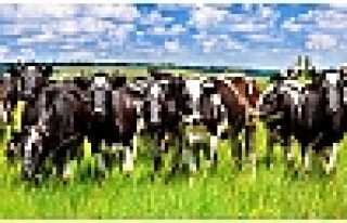 BÜYÜKBAŞ VE KÜÇÜKBAŞ HAYVAN HIRSIZLIĞI