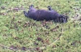 BÜYÜKDERE MAHALLESİNDEN SEDAŞ’A TEPKİ