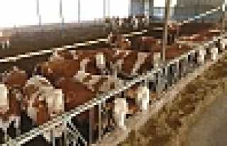 BÜYÜKŞEHİR YASASI HAYVANCILIĞI YASAKLIYOR