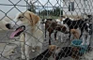 Can Dostlarımıza Konforlu Barınak