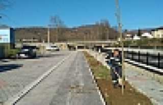 ÇAY KENARINA 80 ADET ÇINAR