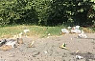 Çevre Duyarsızlığı