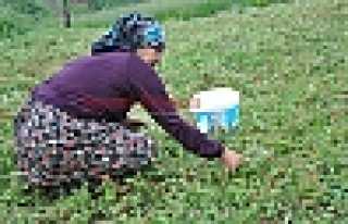 ÇİLEK’TE HASAT BAŞLADI