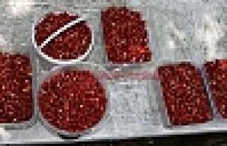 Dağ Çileği Hasadı Başladı