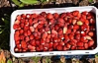 Dağ Çileği Hasadı Gecikmeli Başladı