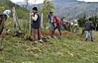 DİKMEN ‘DE MEZARLIK KENARI AĞAÇLANDIRILDI