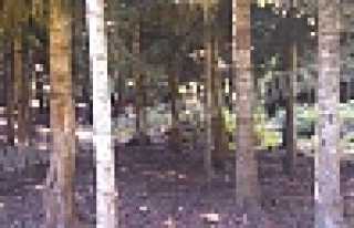 DİKMEN MAHALLESİ ORMANLARI GENÇLEŞTİRİLİYOR...