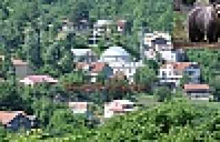 MAHALLEYE İNEN AYI KORKUTTU