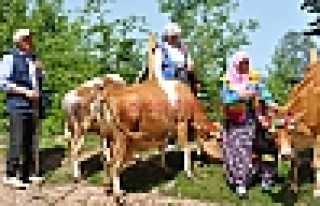 DİKMEN’DE YAYLAYA GÖÇ