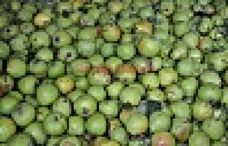 DİKMEN’DEN ARMUT SEVKİYATI BAŞLADI