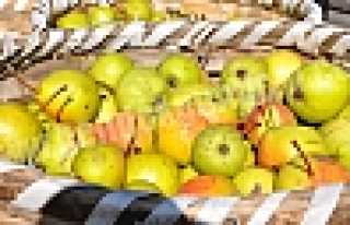 DİKMEN’DEN ARMUT SEVKİYATI BAŞLADI