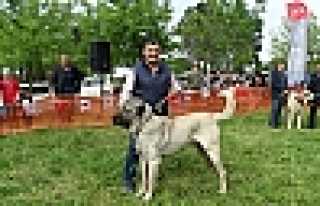 DOG SHOW’DAN DİKMEN’E ÖDÜL