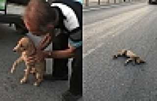 Duyarlı Vatandaş Yaralı Köpeği Kurtardı