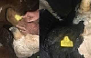 Elektrik Kaçağı Hayvanları Telef Etti