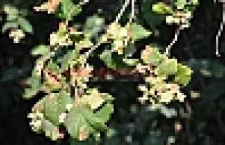 EMANETE ÜRÜN VERMEYİN