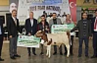 En güzel Buzağı Seçildi