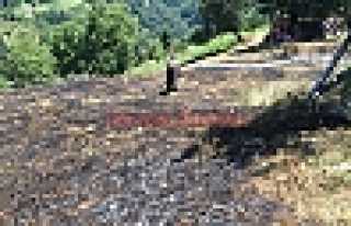 FINDIK BAHÇESİ KÜL OLDU