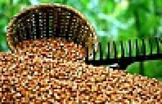 FINDIK DESTEK ÖDEMELERİ BAŞLIYOR