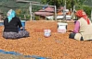 FINDIK DESTEKLEME DOSYALARI ALINMAYA BAŞLANDI