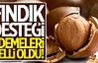 Fındık Destekleme Ödemeleri Başladı
