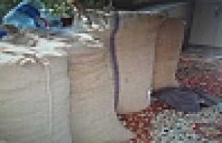 Fındık Fareleri Yakalandı