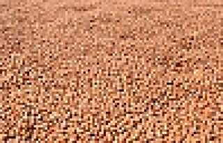 FINDIK FARESİ TUTUKLANDI