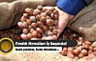 Fındık Hırsızları Darp Etti