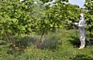 Fındık Üreticilerinin Dikkatine