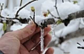 FINDIK VE ERİKLERDE ZARAR BÜYÜK