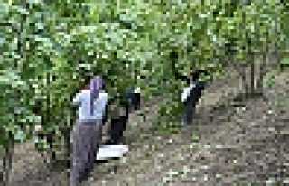 Fındık Yevmiyesi Belli Oldu